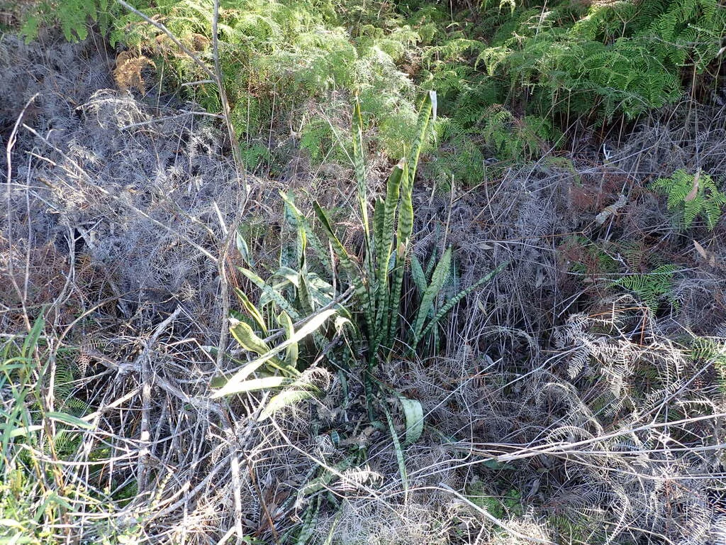 Sansevieria Trifasciata