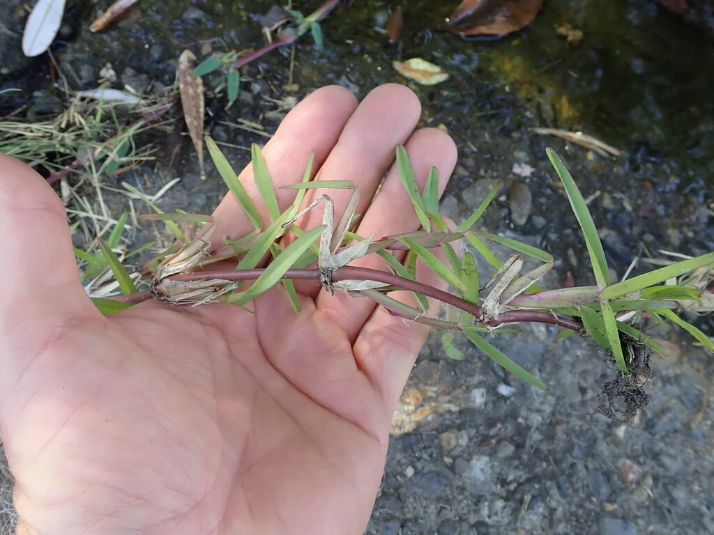 Stenotaphrum Secundatum