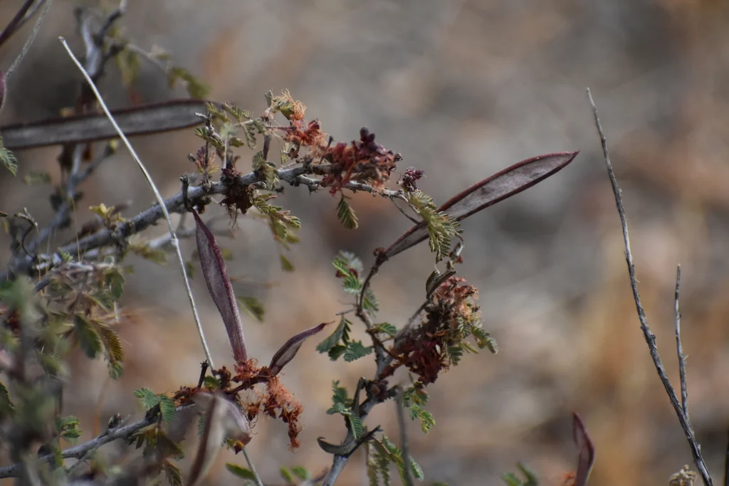 Calliandra Eriophylla