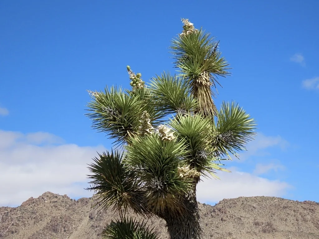 Yucca Brevifolia