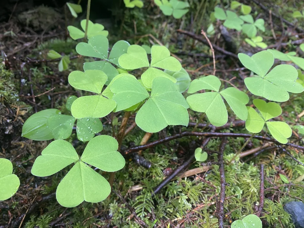 Oxalis Oregana