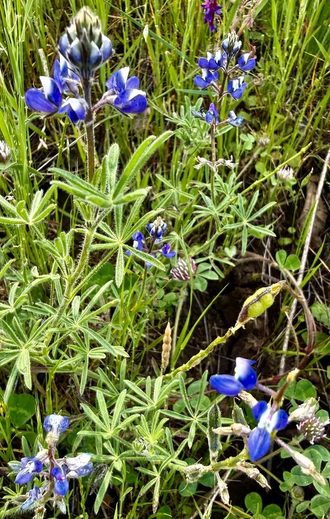 Lupinus Bicolor