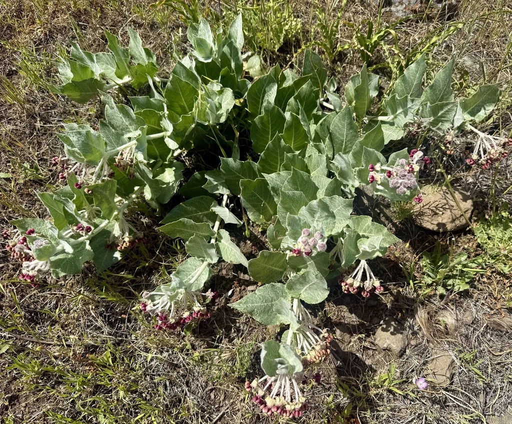 Asclepias Californica