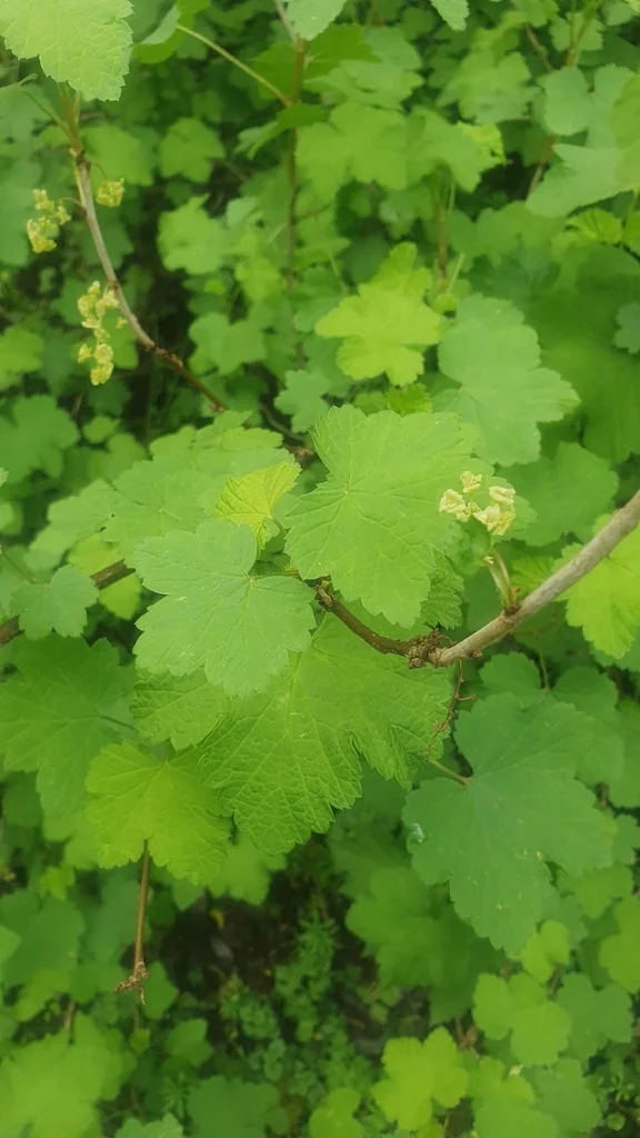 Ribes Rubrum