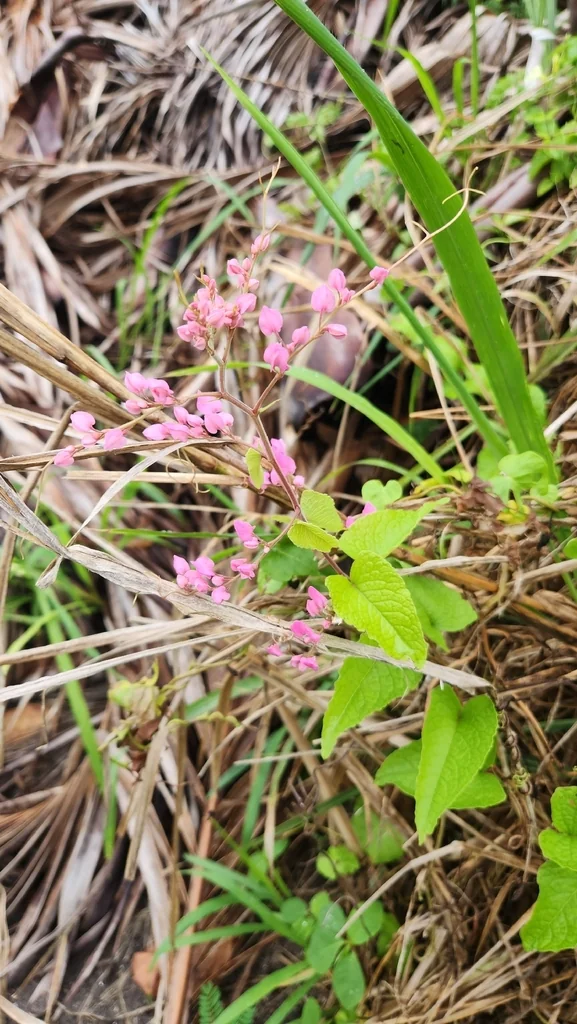 Antigonon Leptopus