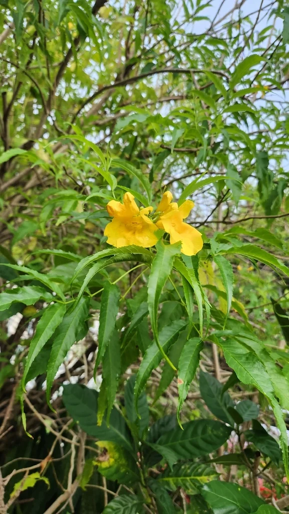 Tecoma Stans