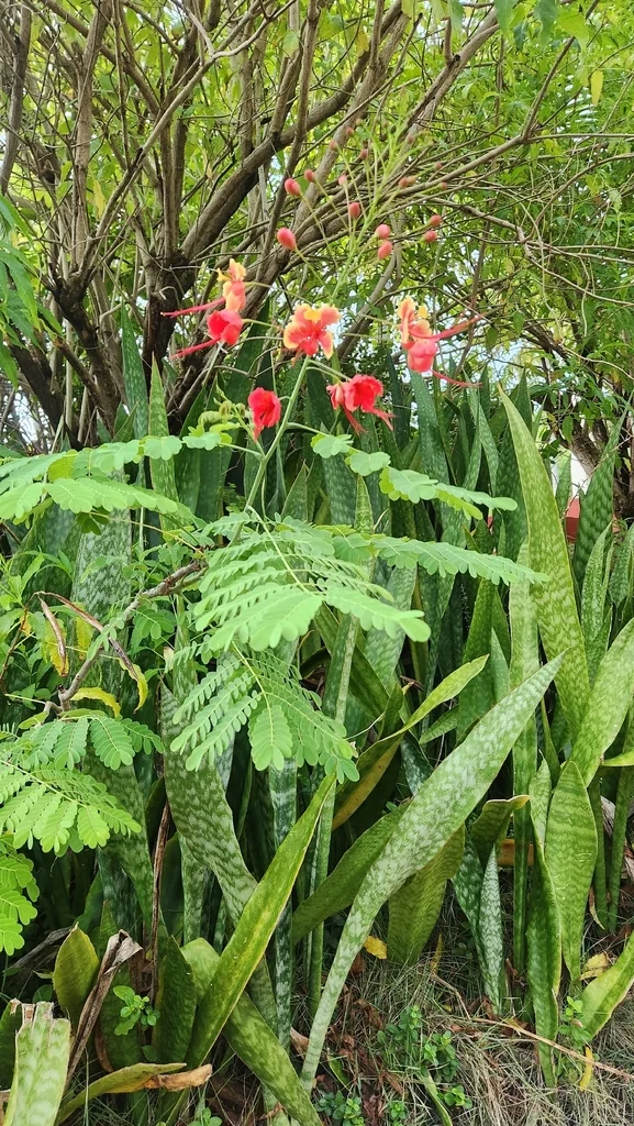 Caesalpinia Pulcherrima