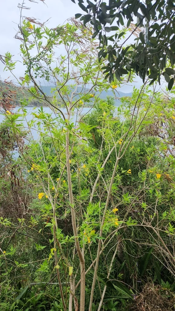 Tecoma Stans