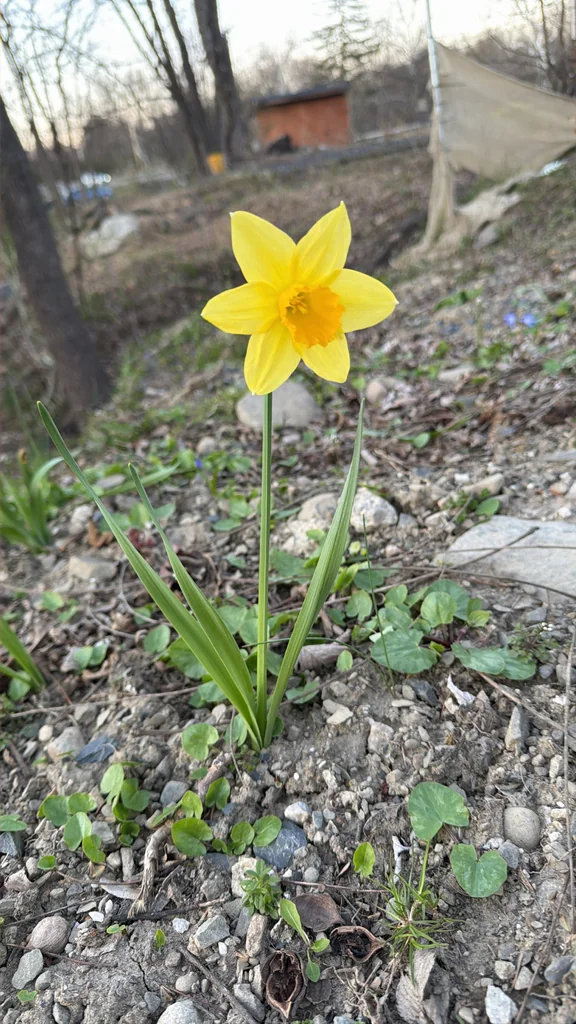 Narcissus Pseudonarcissus