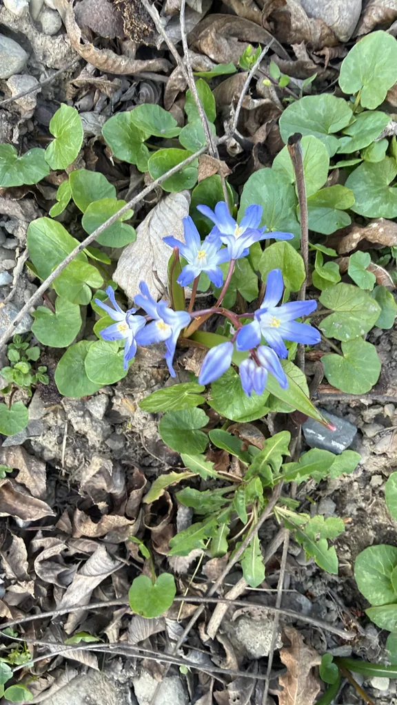 Chionodoxa Forbesii