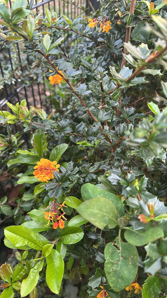 Berberis Darwinii