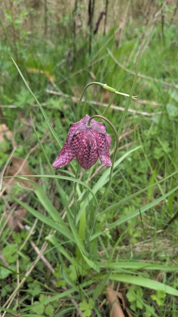 Fritillaria Meleagris