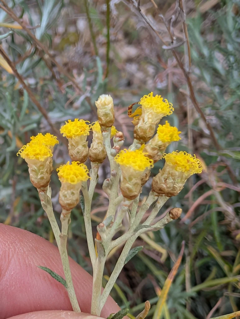Helichrysum Italicum