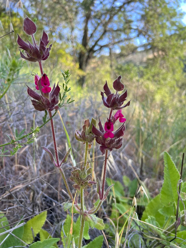 Salvia Spathacea