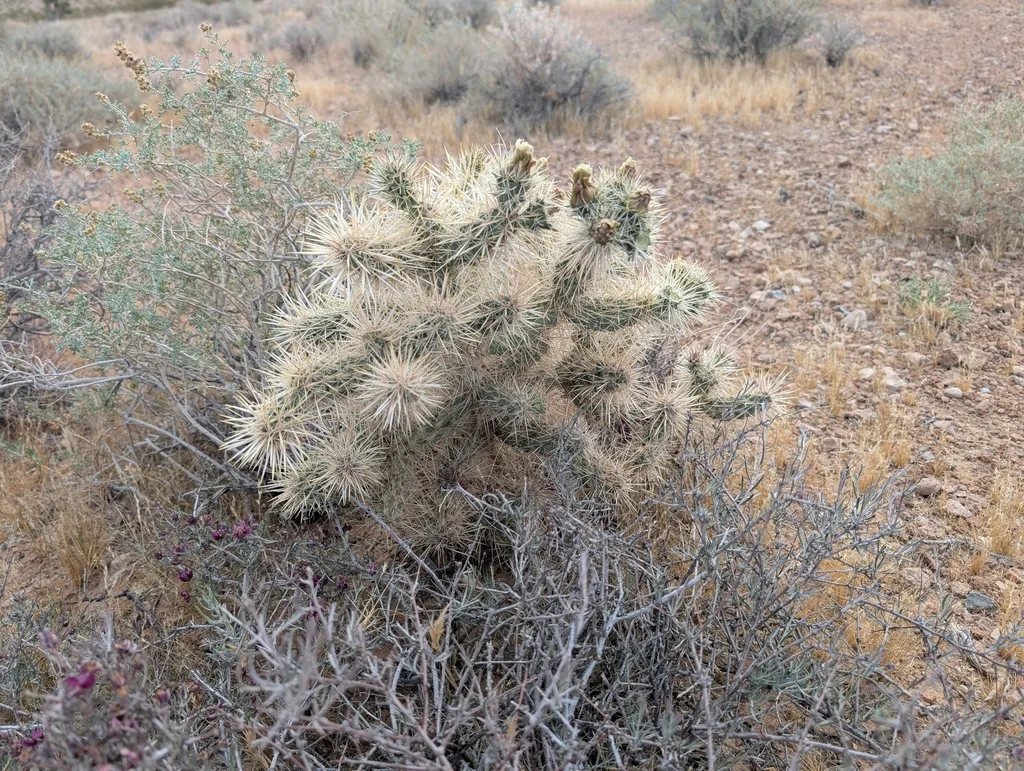 Cylindropuntia Echinocarpa