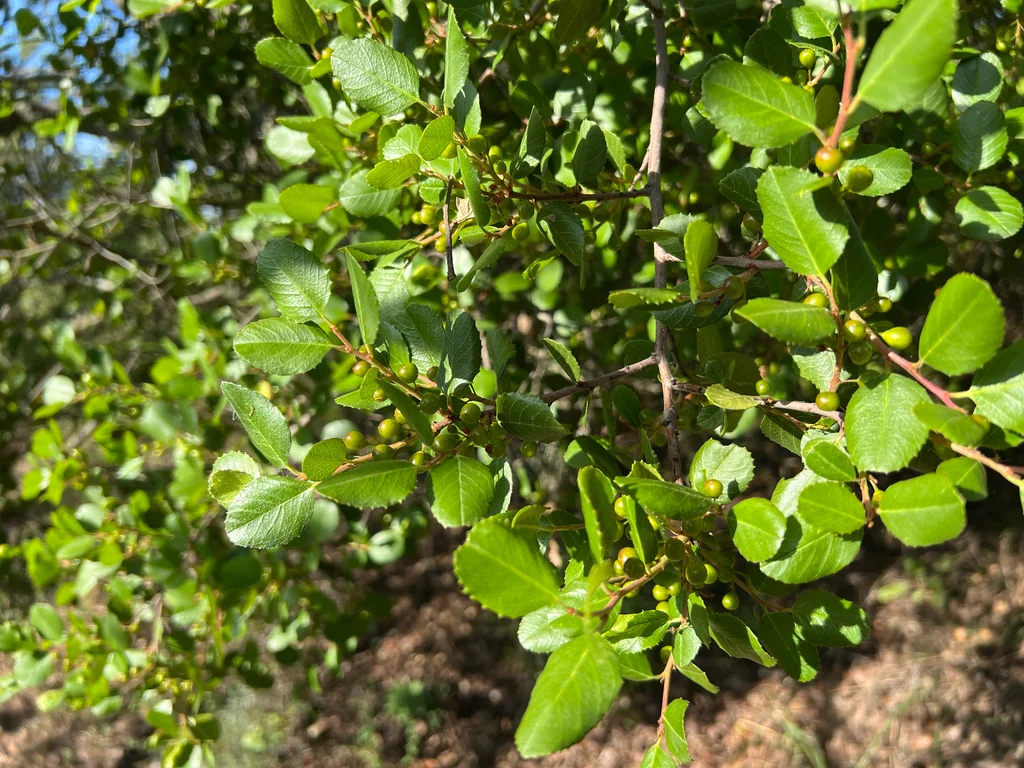 Rhamnus Ilicifolia