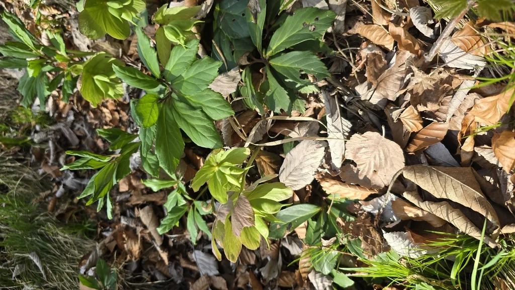 Helleborus Niger