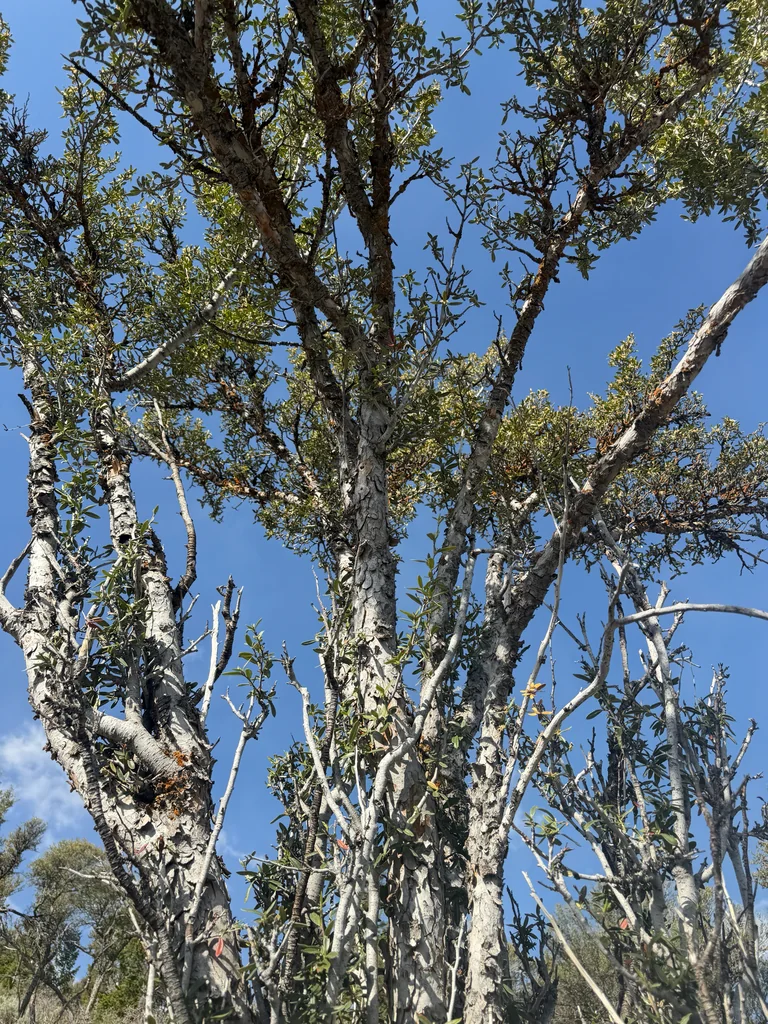 Cercocarpus Ledifolius
