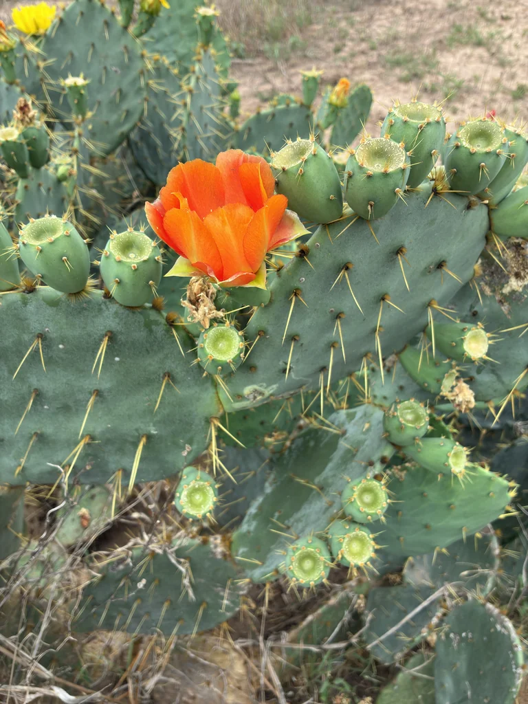 Opuntia Lindheimeri