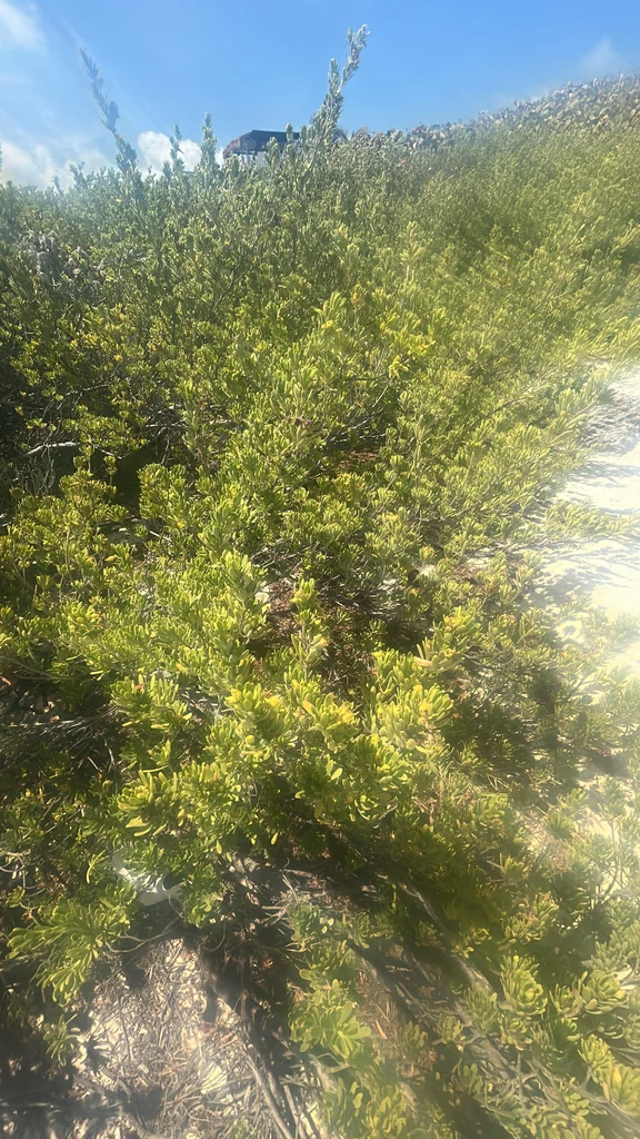 Suriana Maritima
