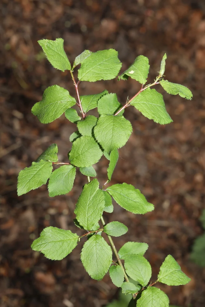 Prunus Domestica