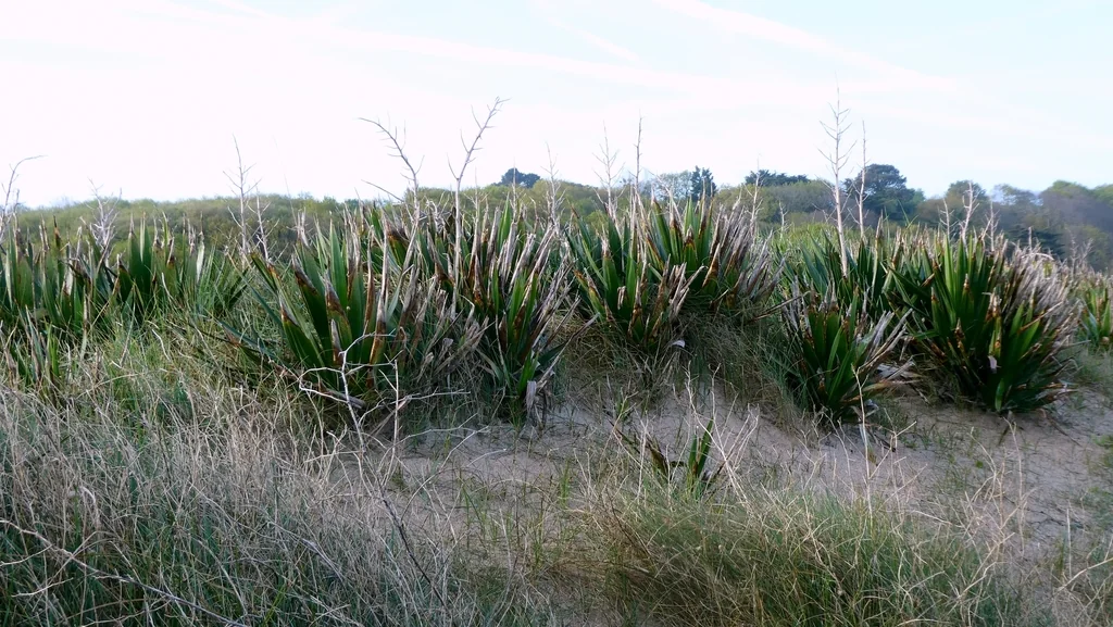 Yucca Gloriosa