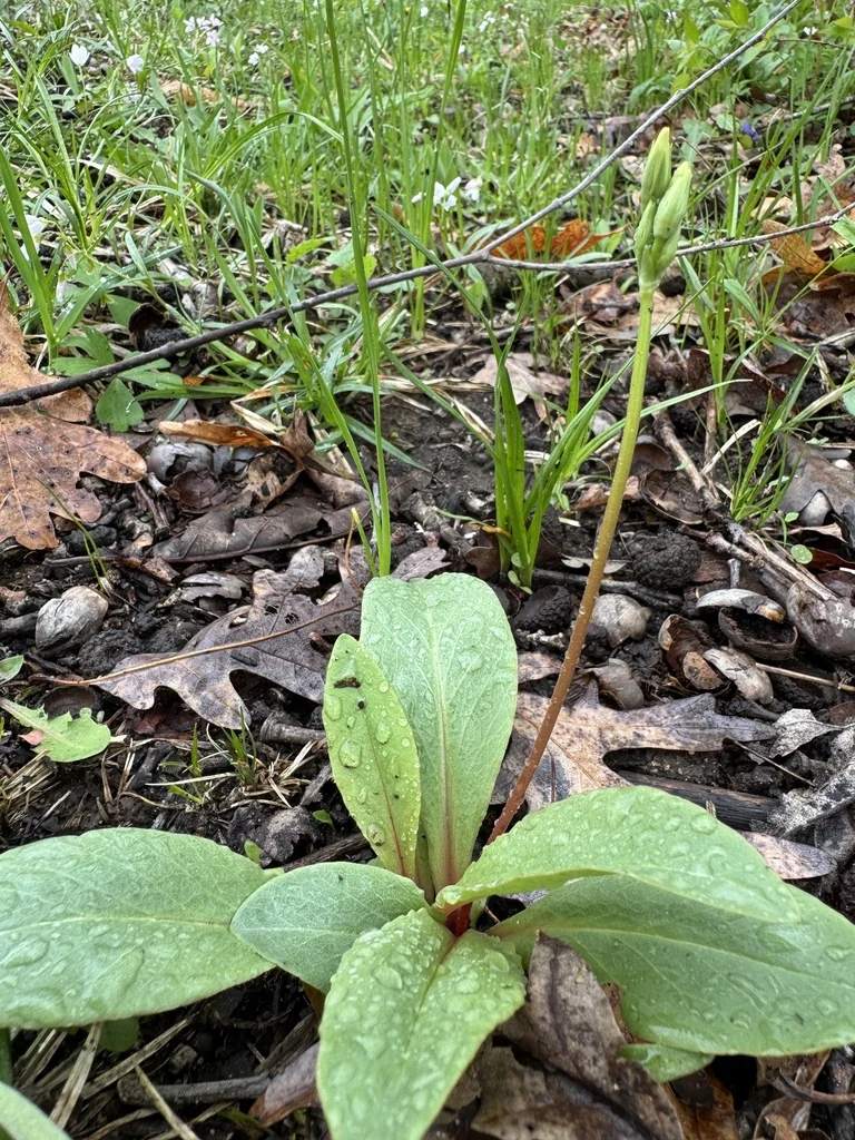 Dodecatheon Meadia