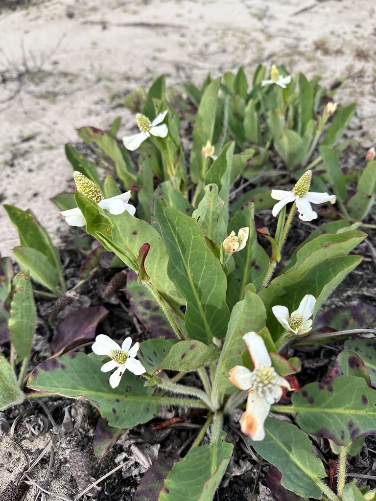 Anemopsis Californica