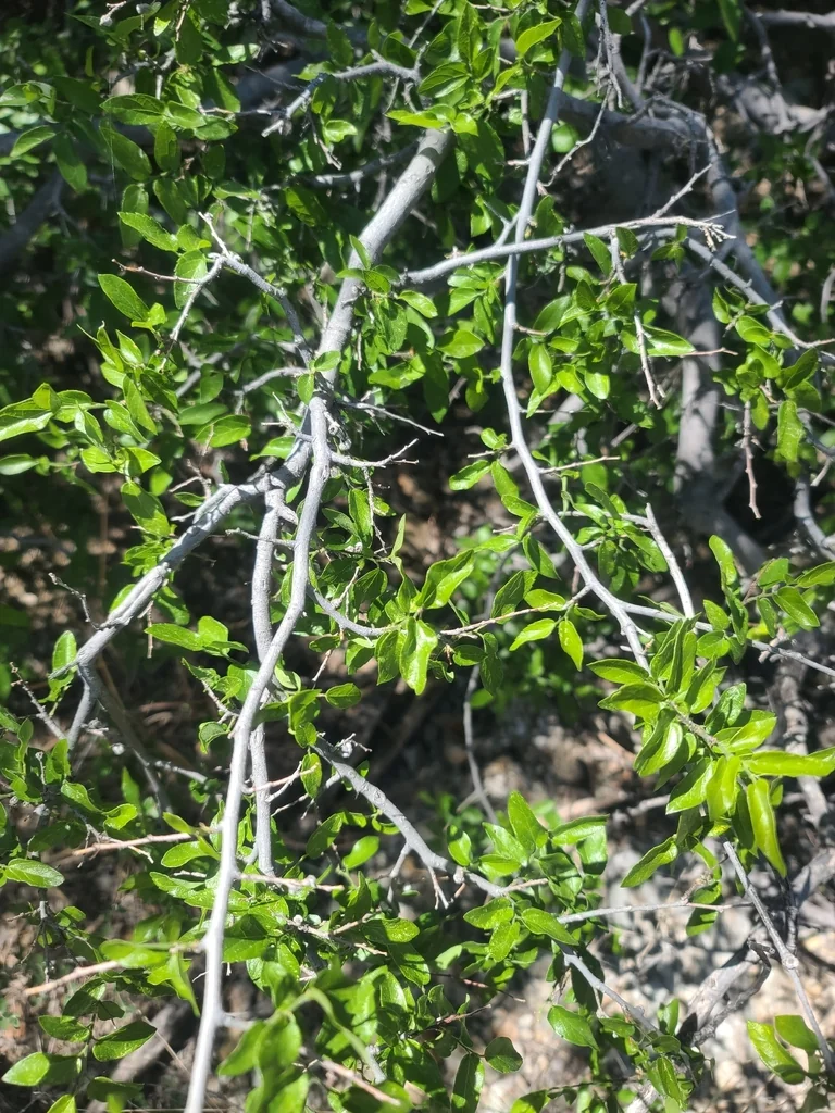 Celtis Reticulata