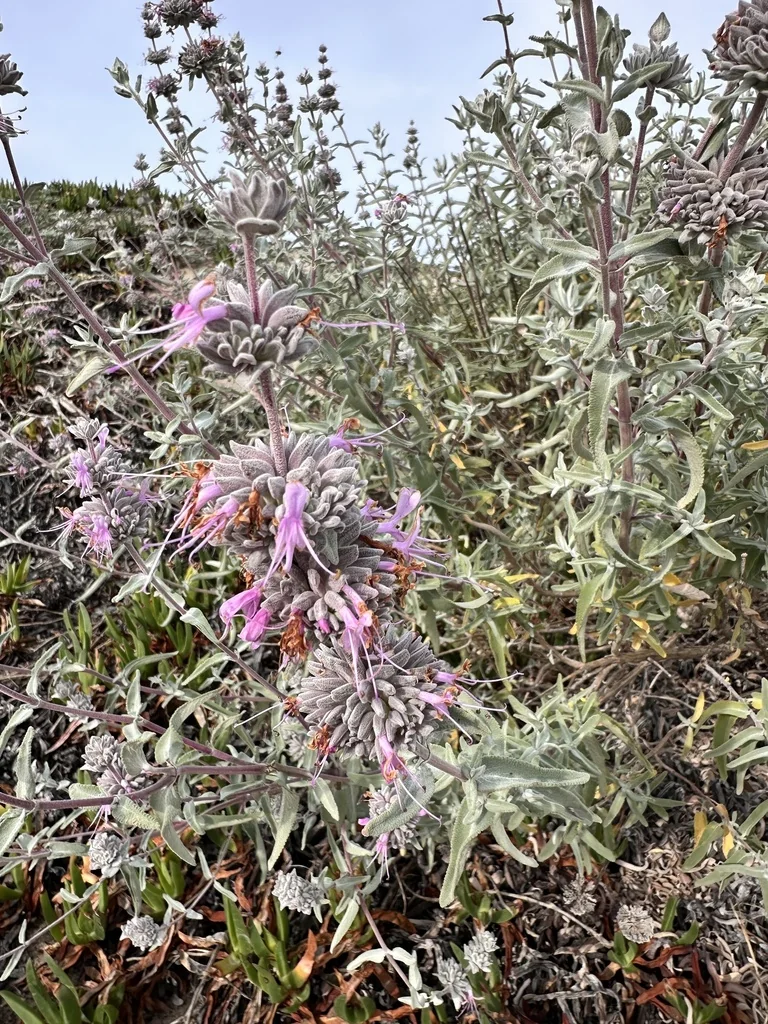 Salvia Leucophylla