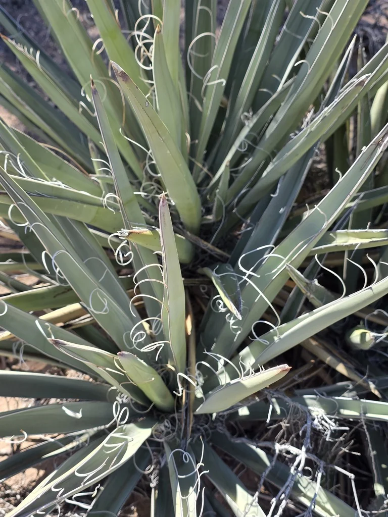 Yucca Baccata