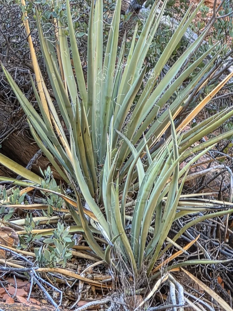 Yucca Baccata