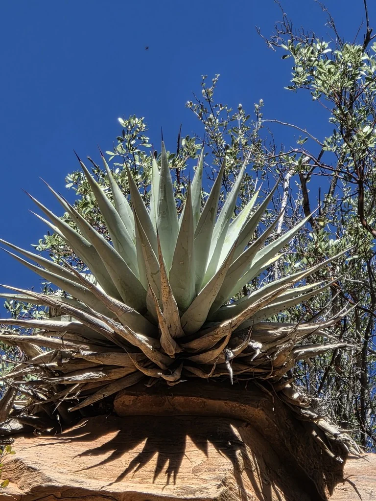 Agave Parryi