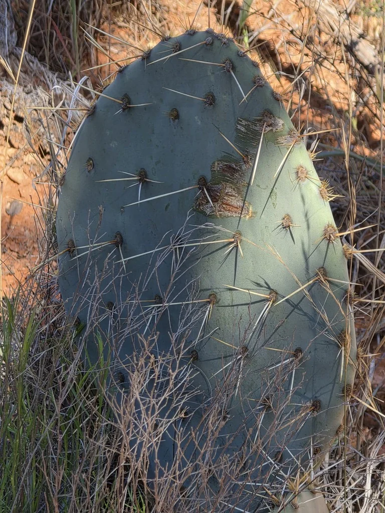 Opuntia Engelmannii