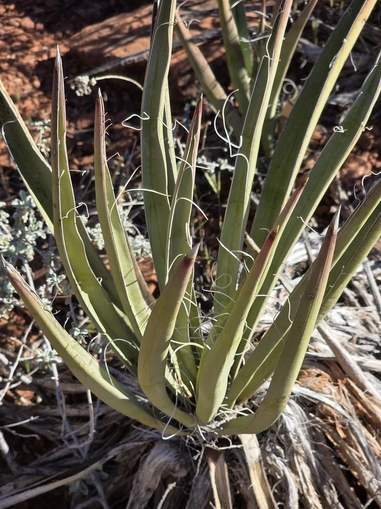 Yucca Baccata