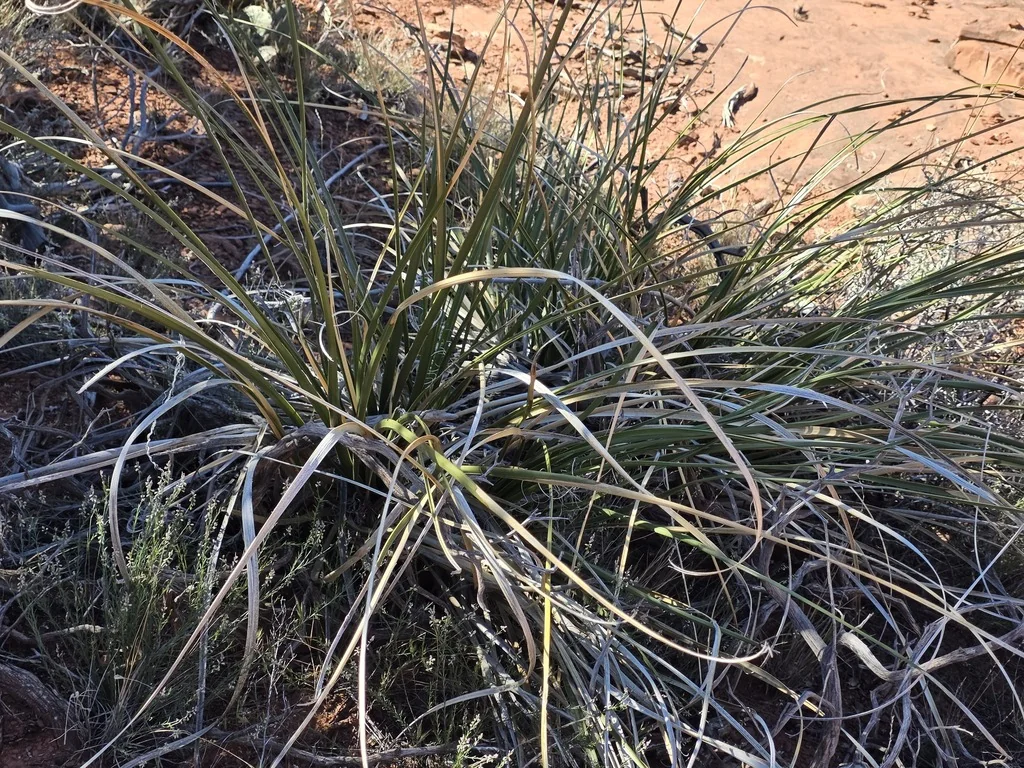 Nolina microcarpa