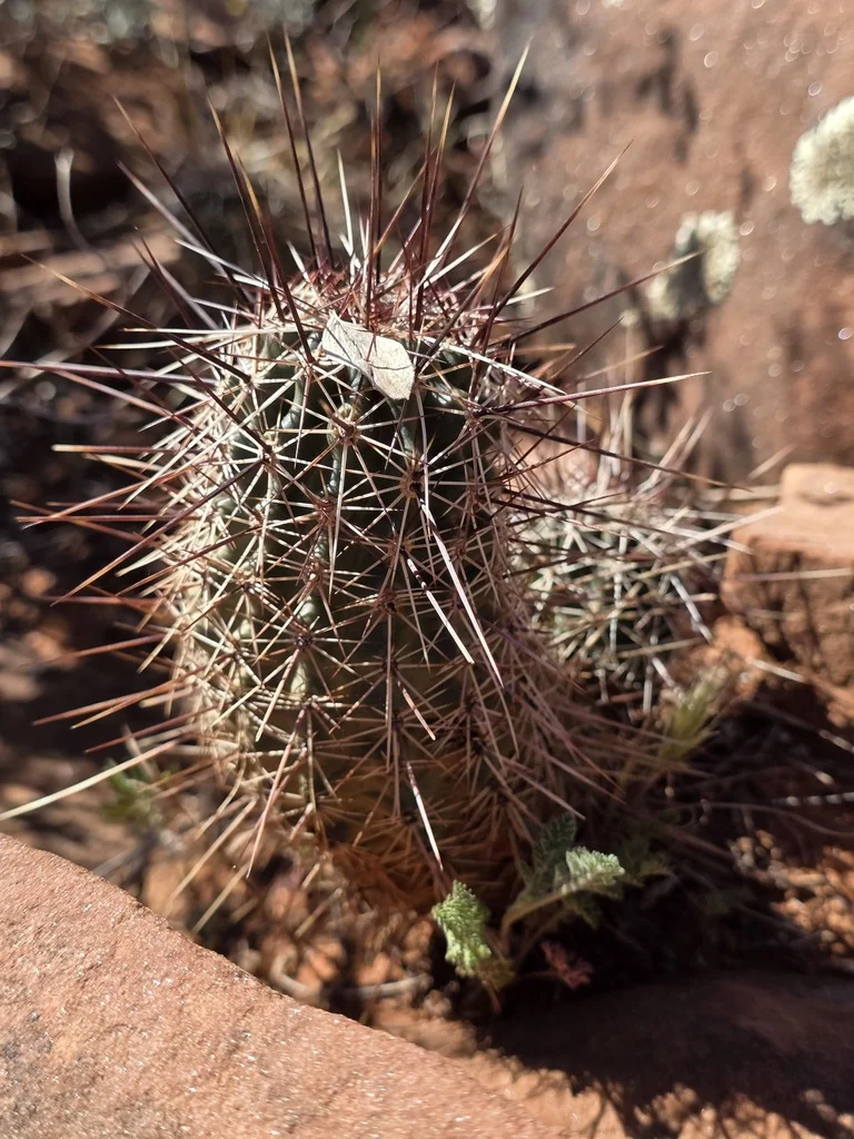 Echinocereus Fasciculatus