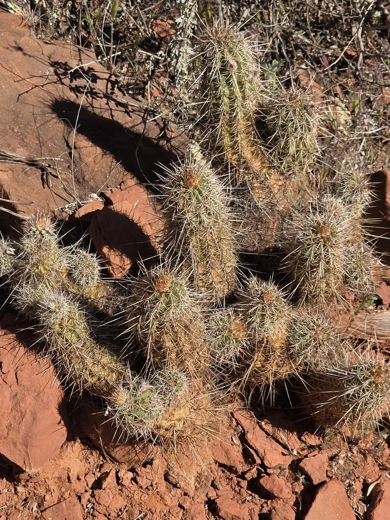 Echinocereus Fasciculatus