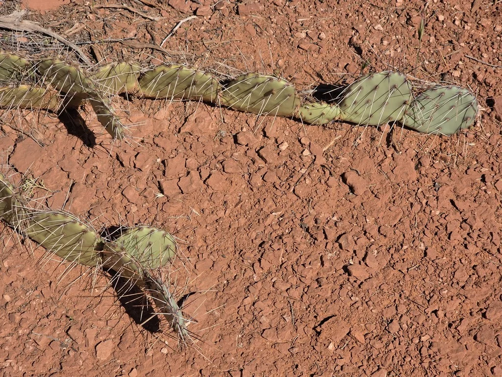 Opuntia Phaeacantha