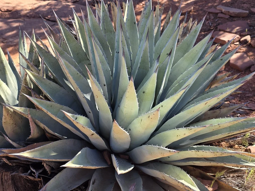Agave Parryi