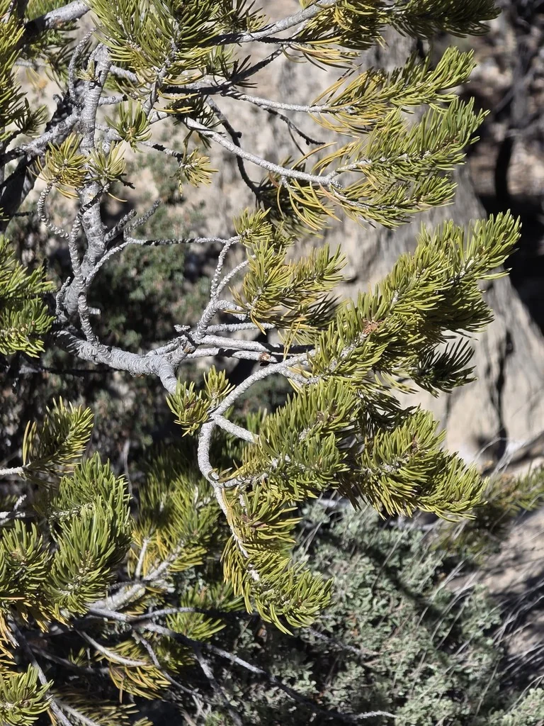 Pinus Edulis