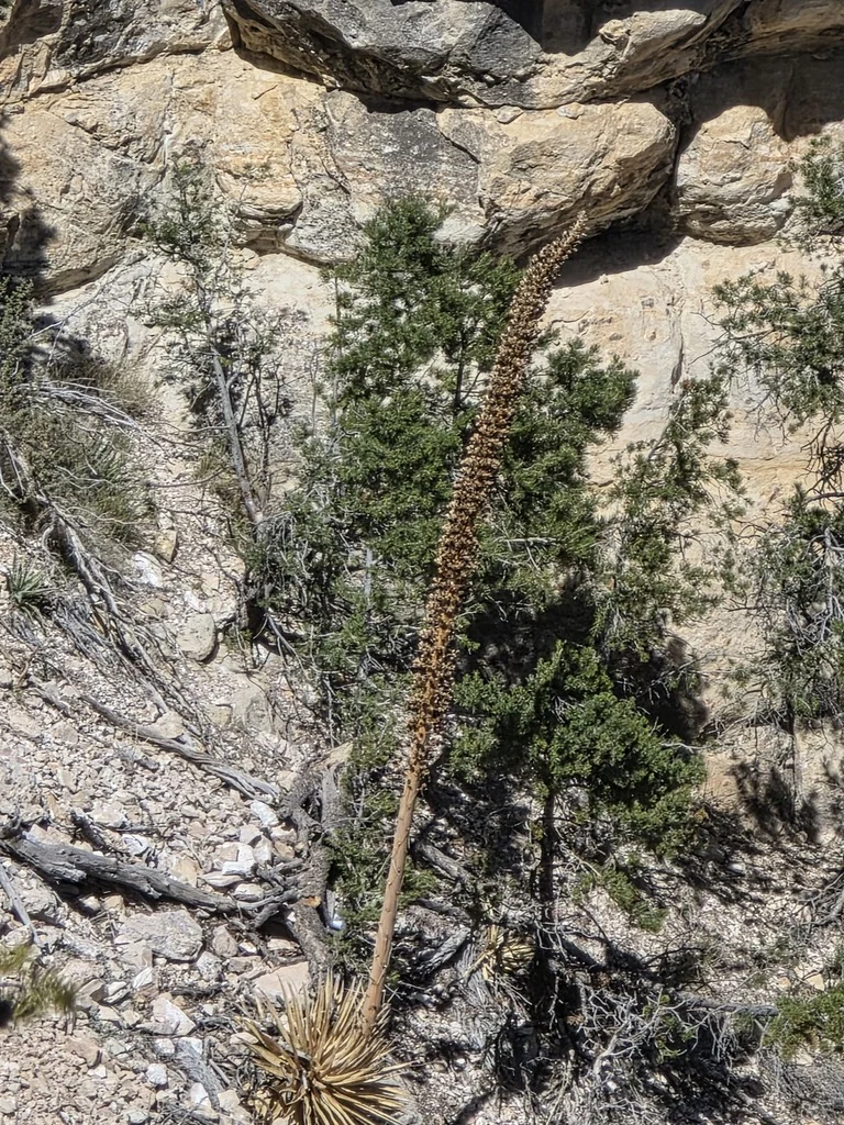 Agave Utahensis
