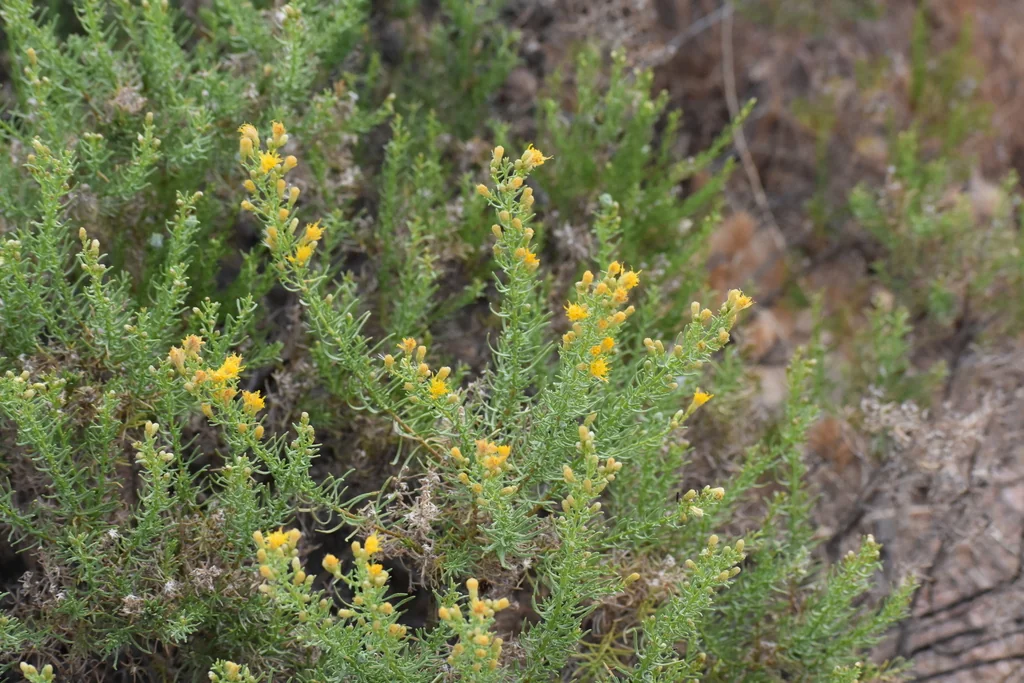 Ericameria Laricifolia