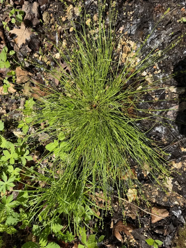 Carex Rosea