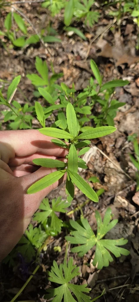 Hypericum Prolificum