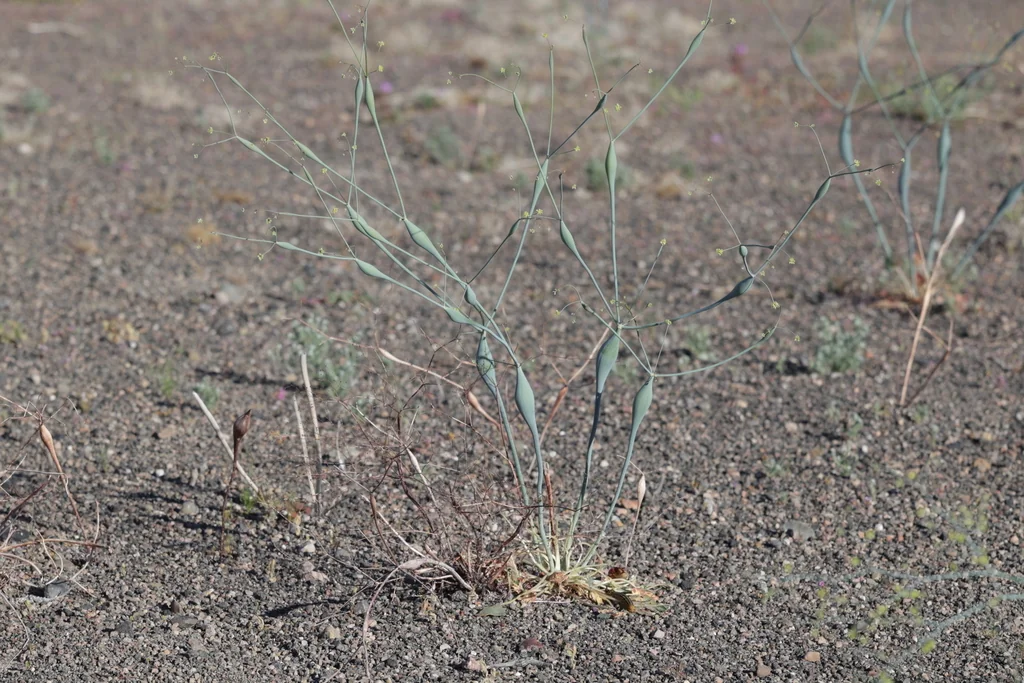 Eriogonum Inflatum