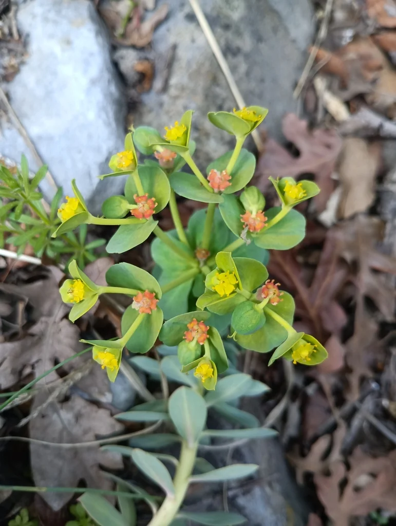 Euphorbia Myrsinites