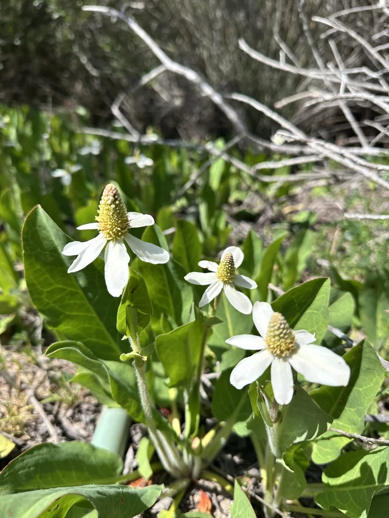 Anemopsis Californica