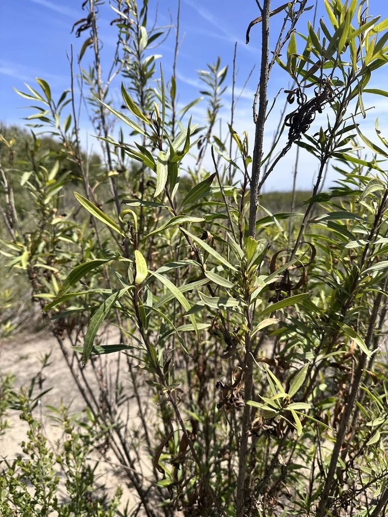 Baccharis Salicifolia