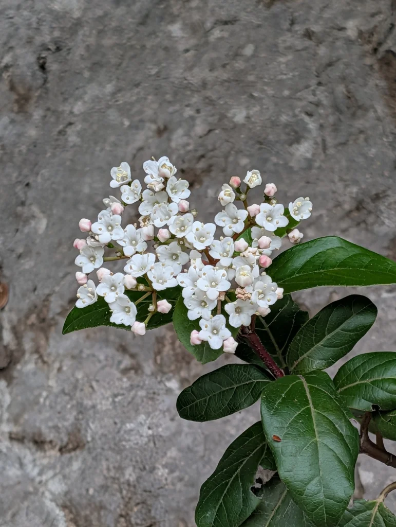 Viburnum Tinus